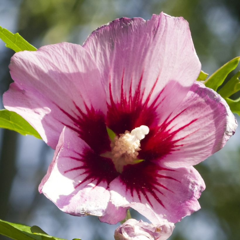 Garten-Hibiscus Rosso - Hibiscus syriacus (Blüte)