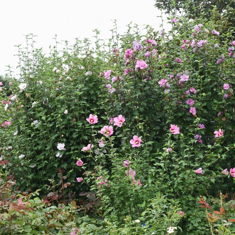 Garten-Hibiscus Rosso - Hibiscus syriacus (Hafen)