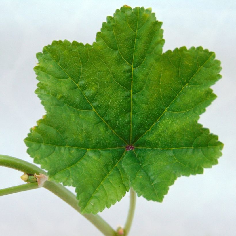 Wilde Malve - Malva sylvestris (Laub)