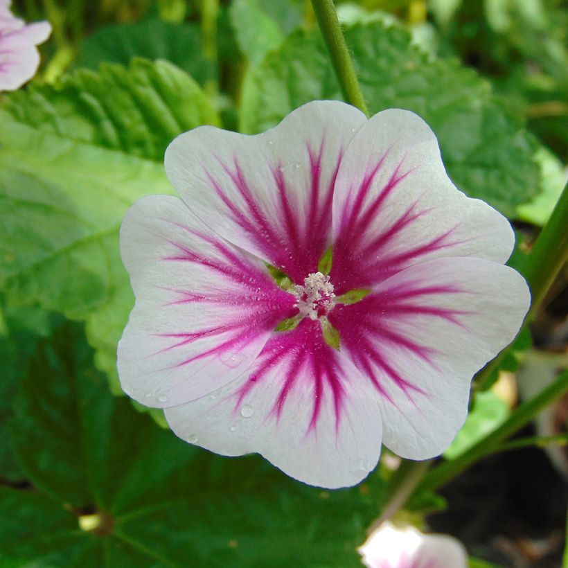 Wilde Malve - Malva sylvestris (Blüte)