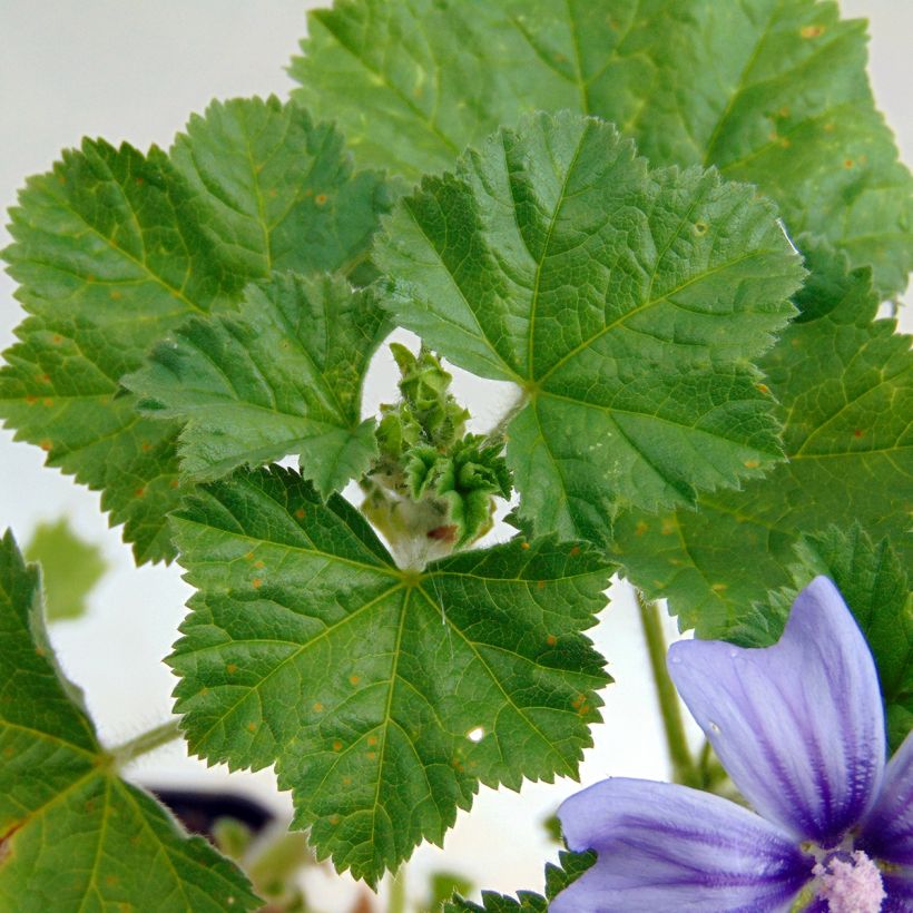 Wilde Malve Primley Blue - Malva sylvestris (Laub)