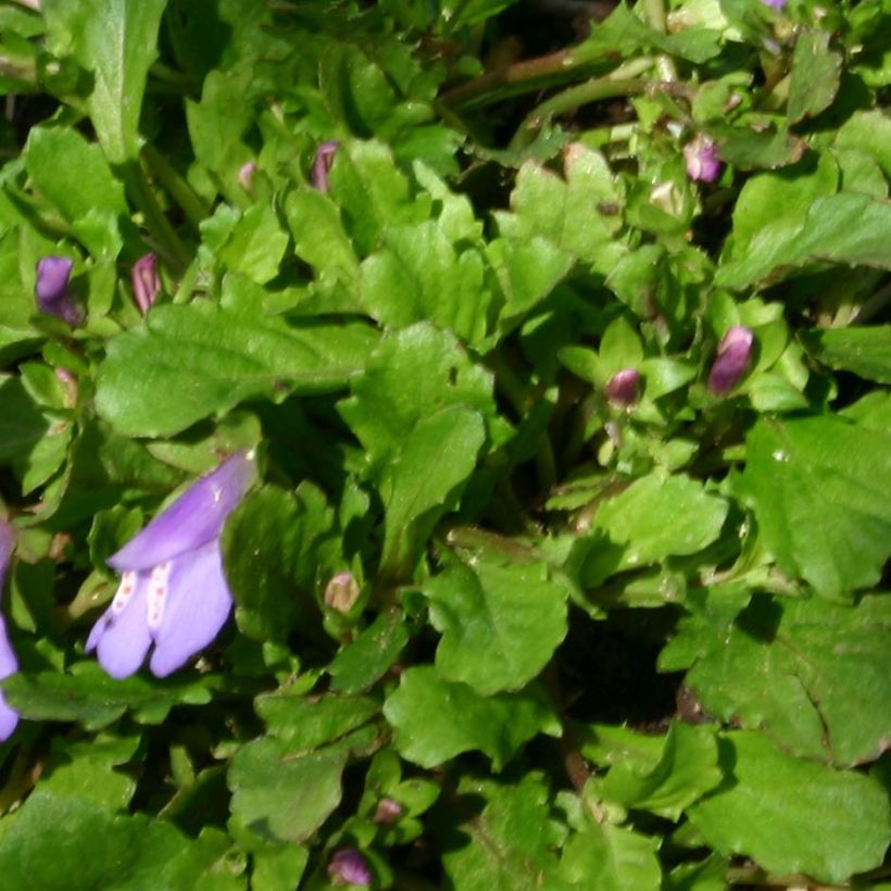 Mazus reptans - Lippenmäulchen (Laub)