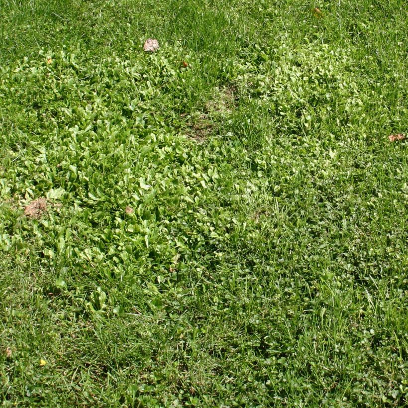 Mazus reptans - Lippenmäulchen (Hafen)