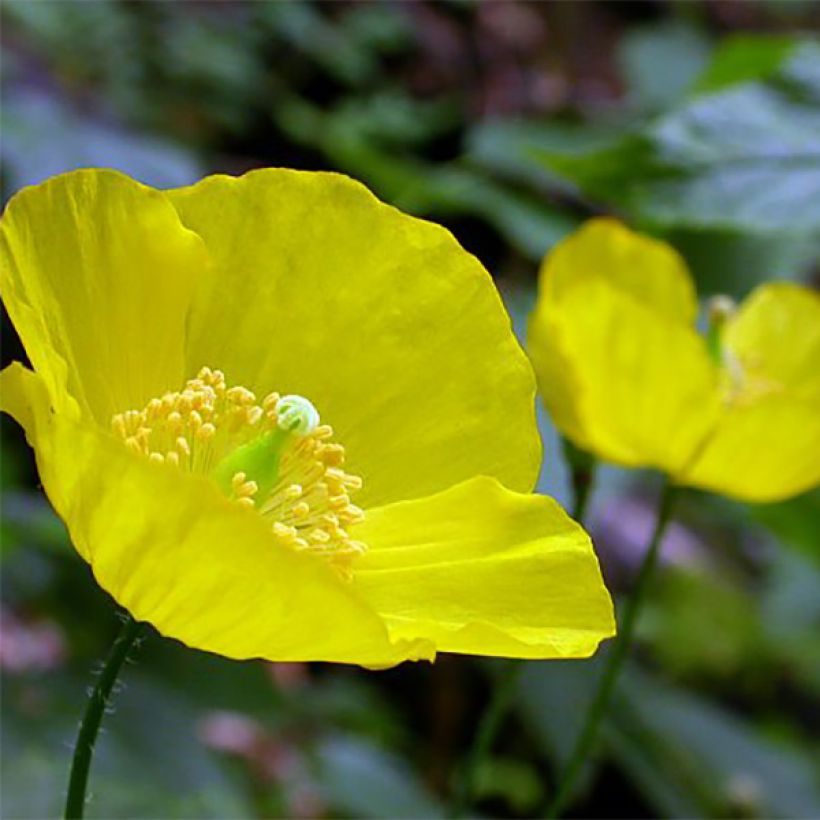 Meconopsis cambrica - Waliser Mohn (Blüte)