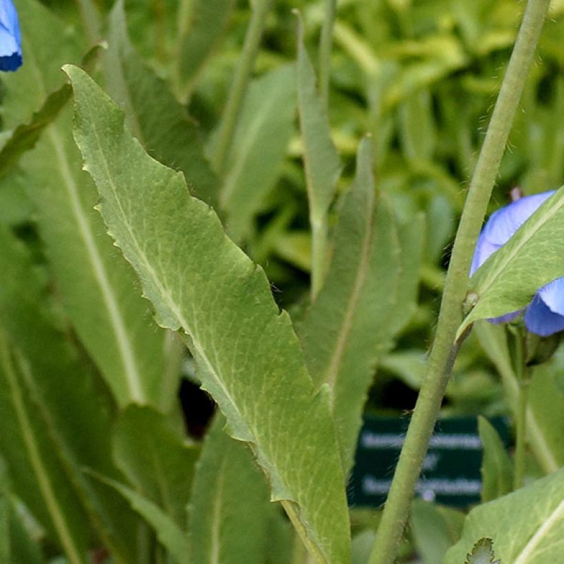 Meconopsis grandis - Großer Scheinmohn (Laub)