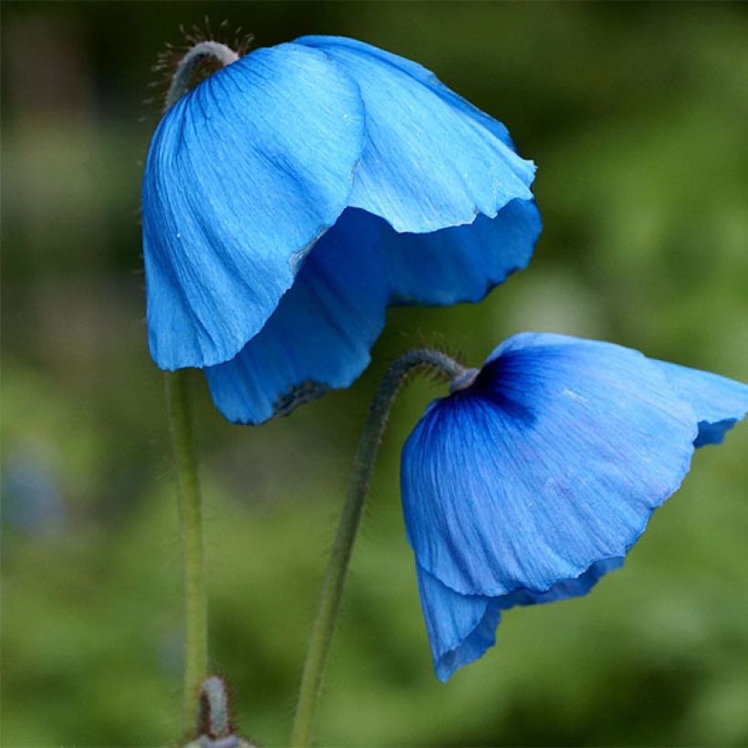 Meconopsis grandis - Großer Scheinmohn (Blüte)