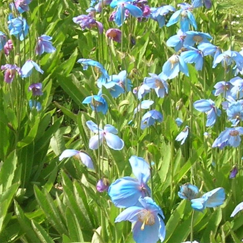 Meconopsis sheldonii - Bastard-Scheinmohn (Blüte)