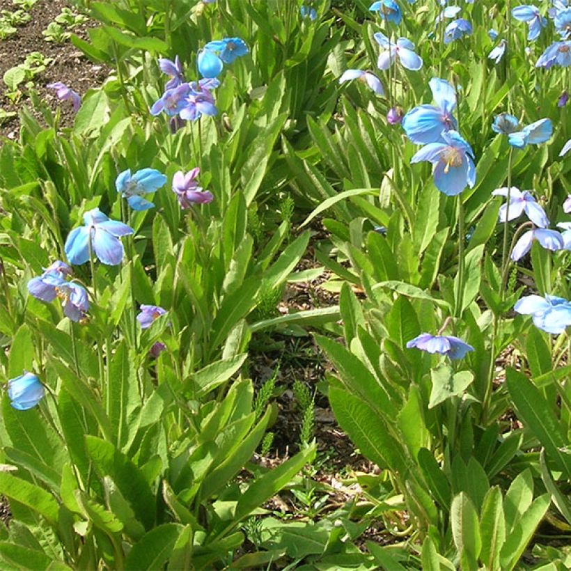 Meconopsis sheldonii - Bastard-Scheinmohn (Hafen)