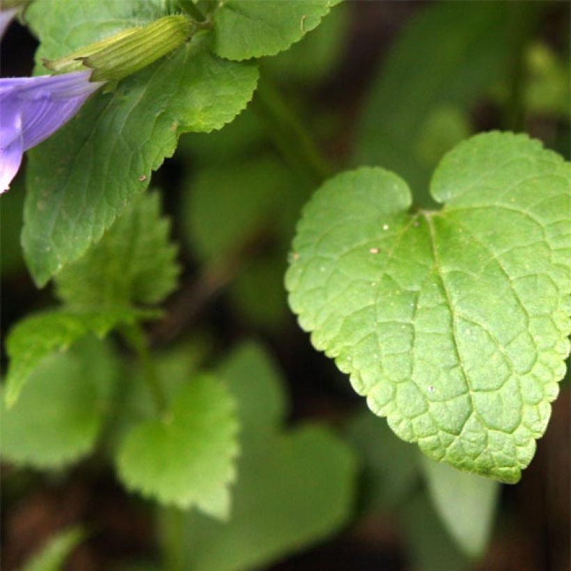 Meehania urticifolia - Asiatische Taubnessel (Laub)