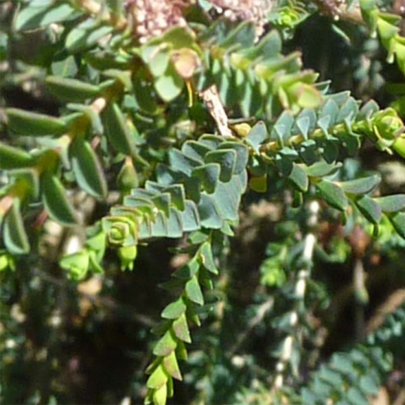 Melaleuca gibbosa - Myrtenheide (Laub)