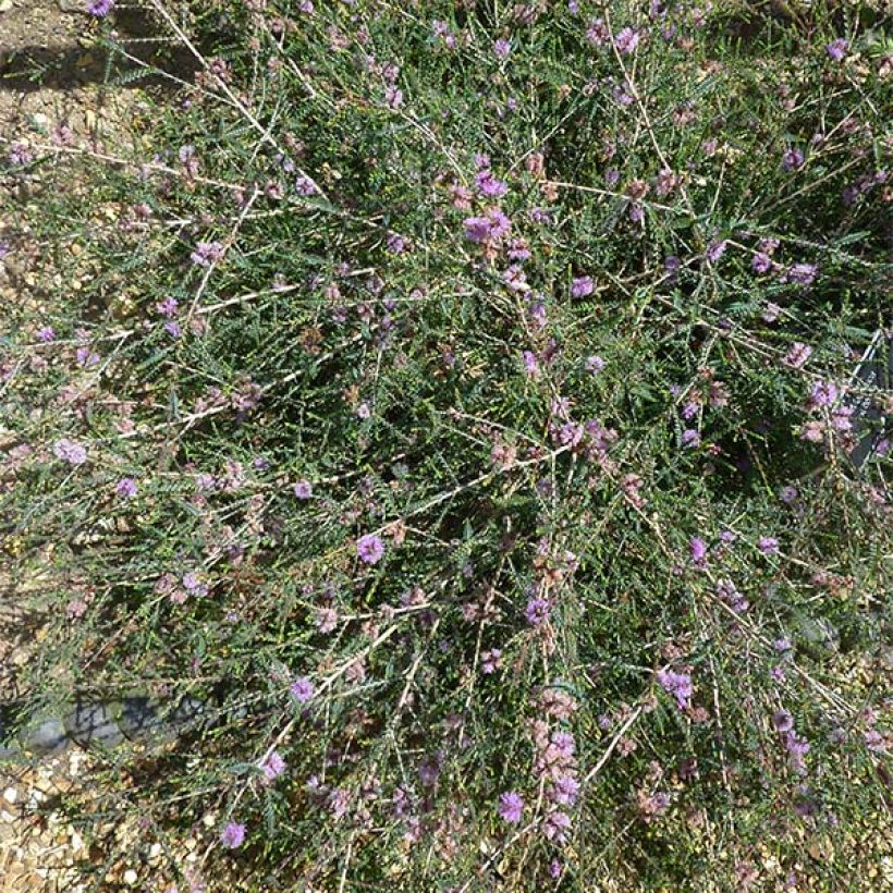 Melaleuca gibbosa - Myrtenheide (Hafen)