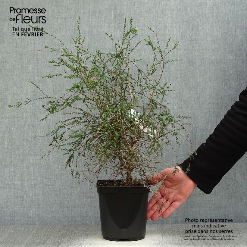 Exemplar von Melaleuca squamea - cajeputier squameux Pot de 3L/4L wie im Winter geliefert