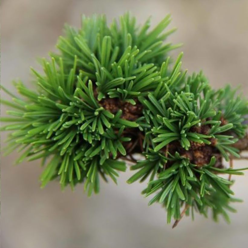 Larix decidua Krejci - Europäische Lärche (Laub)