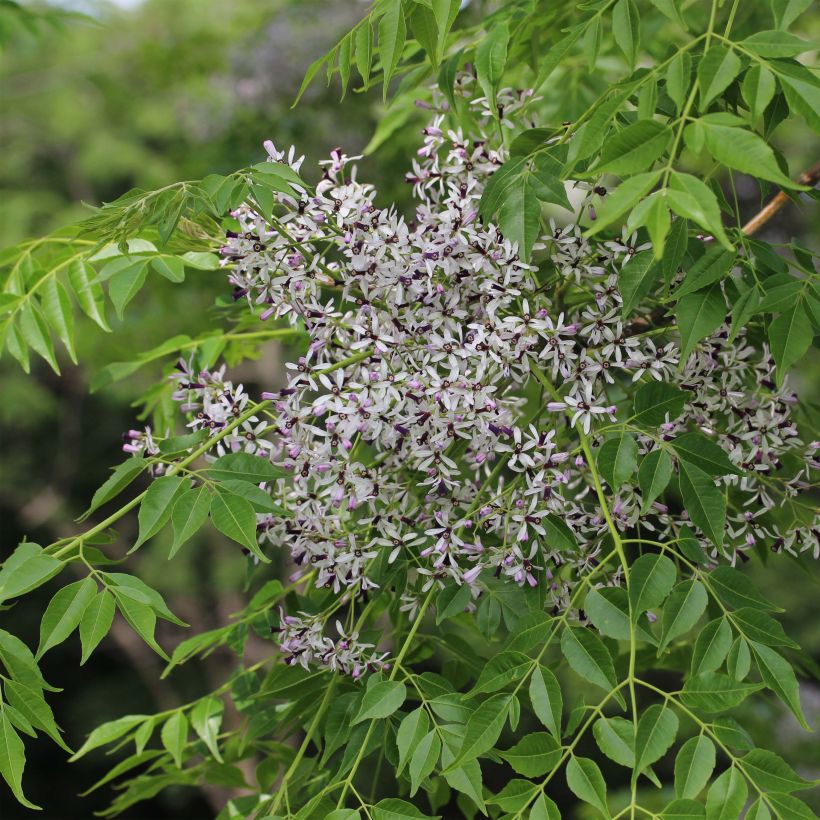 Melia azedarach - Chinesische Holunder (Blüte)