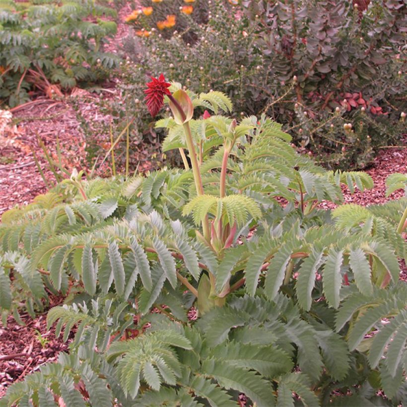 Melianthus major - Honigstrauch (Hafen)