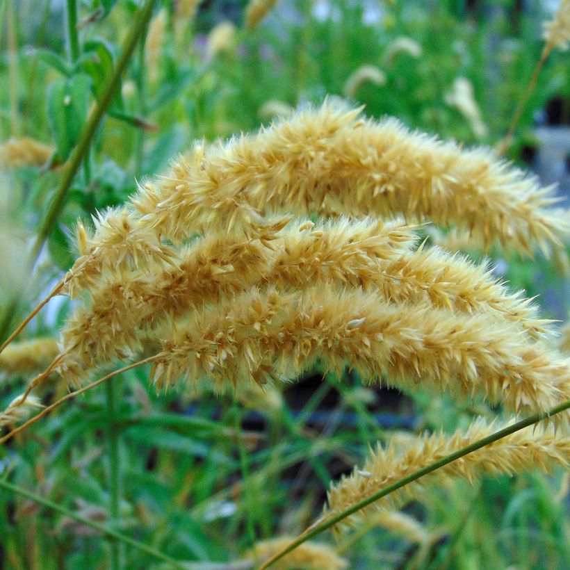 Melica ciliata - Wimper-Perlgras (Blüte)