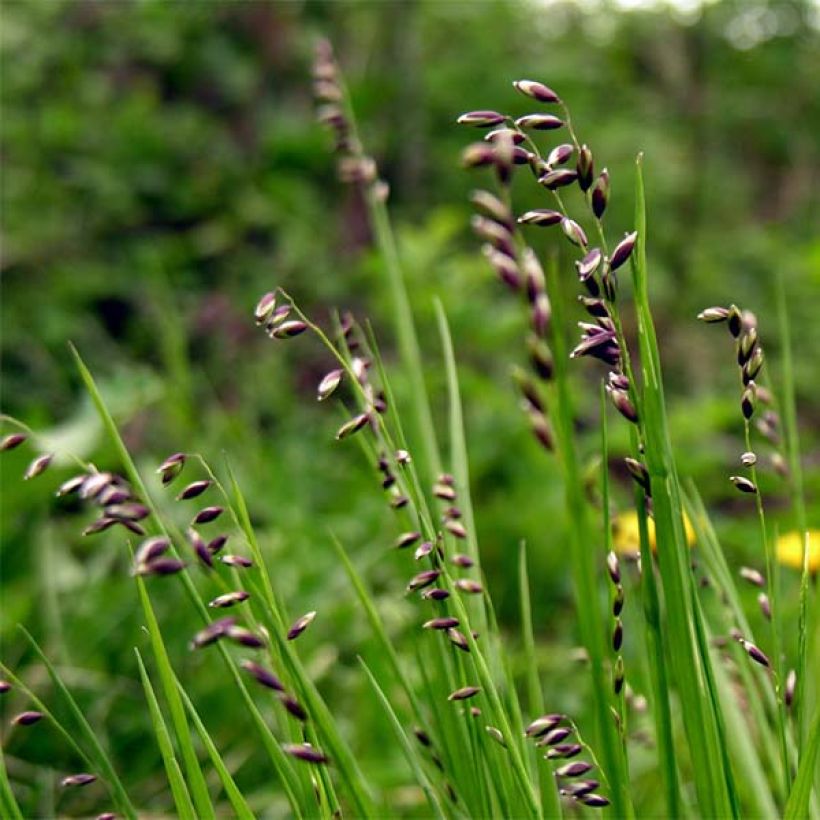 Melica nutans - Nickendes Perlgras (Blüte)