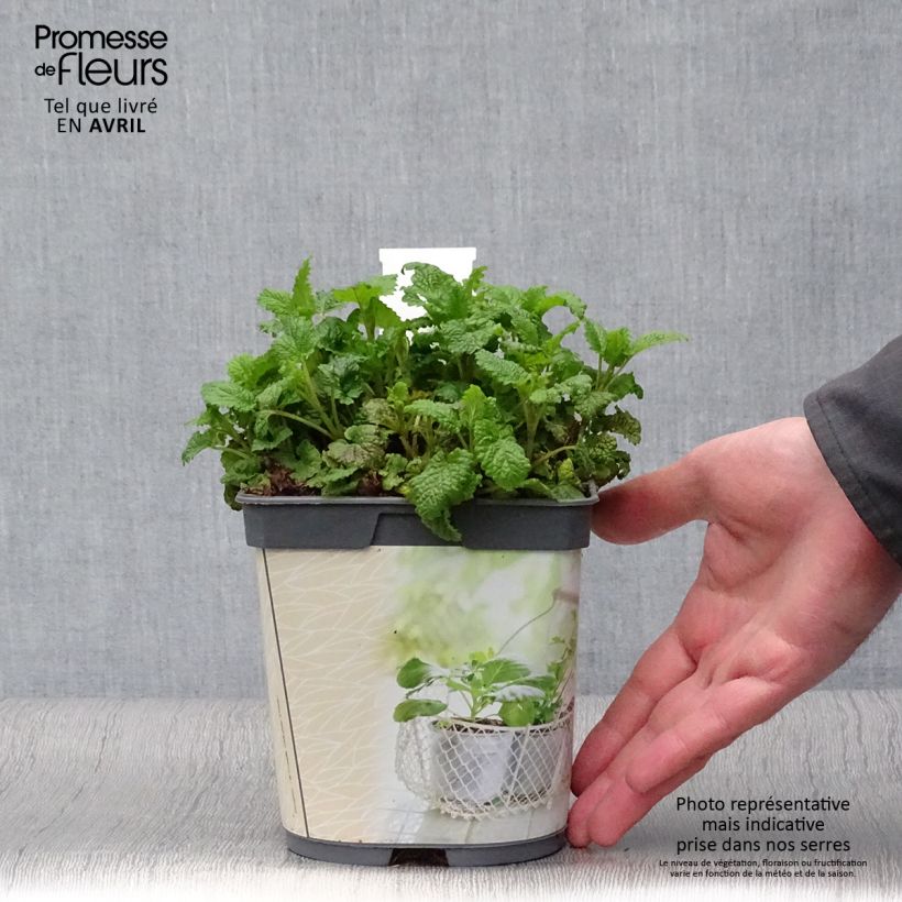 Exemplar von Mélisse citronnelle en plant BIO Pot de 1L./1,5L. wie im Frühjahr geliefert