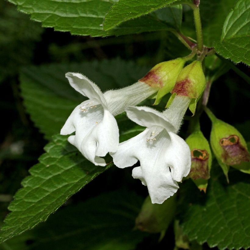 Immenblatt Alba - Melittis melissophyllum (Blüte)