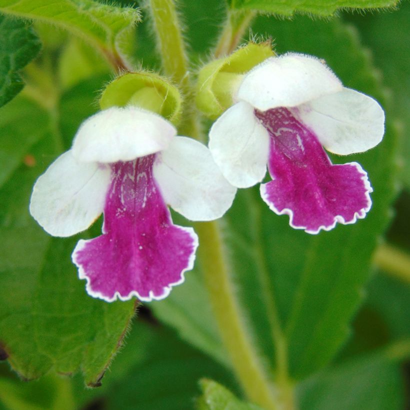 Immenblatt Royal Velvet - Melittis melissophyllum (Blüte)