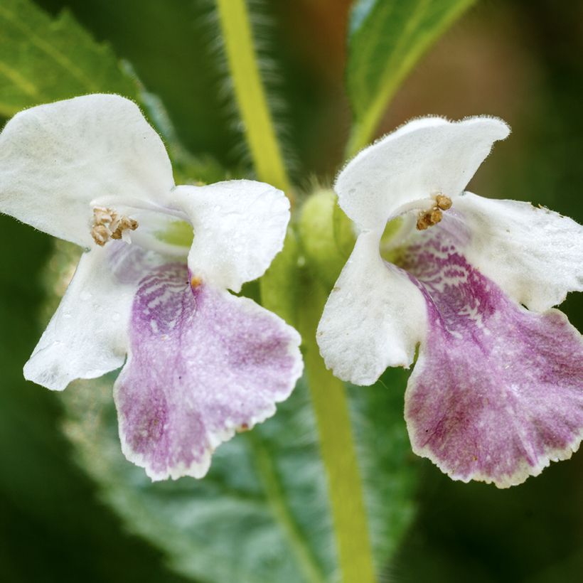 Immenblatt - Melittis melissophyllum (Blüte)