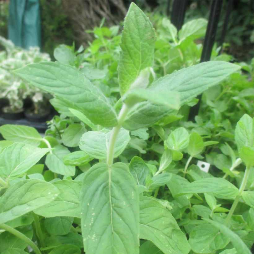 Buddleia Minze - Mentha buddleiana (Laub)