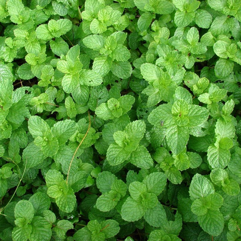 Ähren-Minze Yakima - Mentha spicata (Laub)