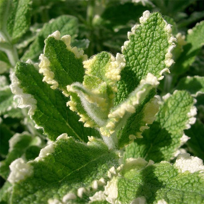 Rundblättrige Minze Variegata - Mentha suaveolens (Laub)