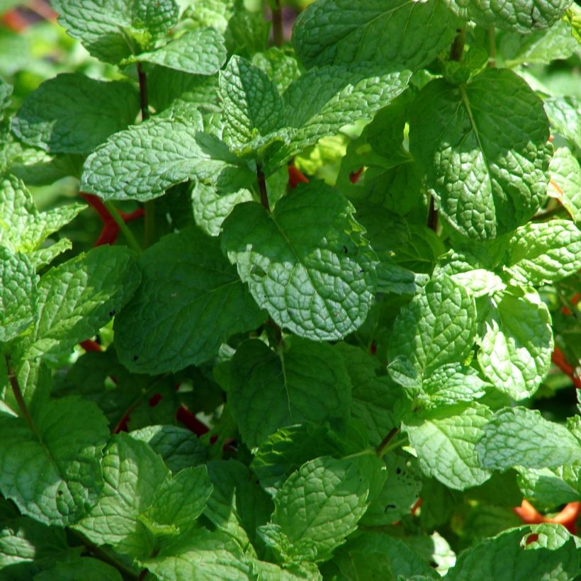 Ähren-Minze Hollywood - Mentha spicata (Laub)