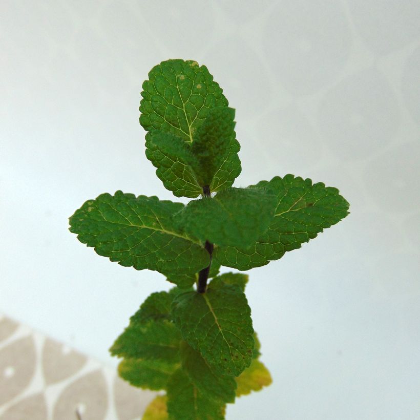 Algerische Fruchtminze - Mentha Algerienne (Laub)