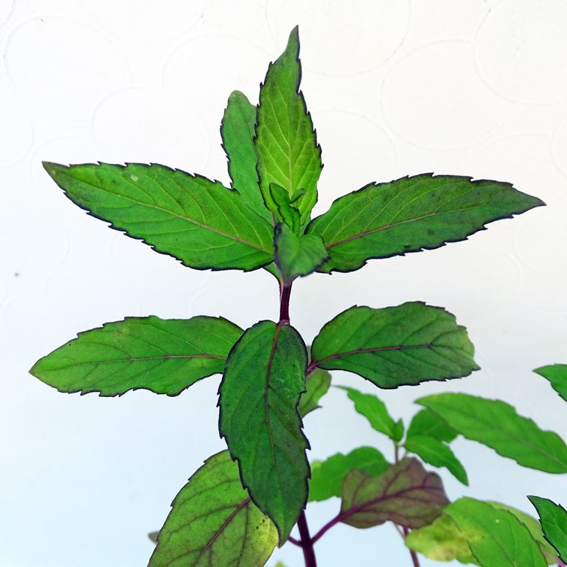 Rundblättrige Minze Ananas - Mentha rotundifolia (Laub)