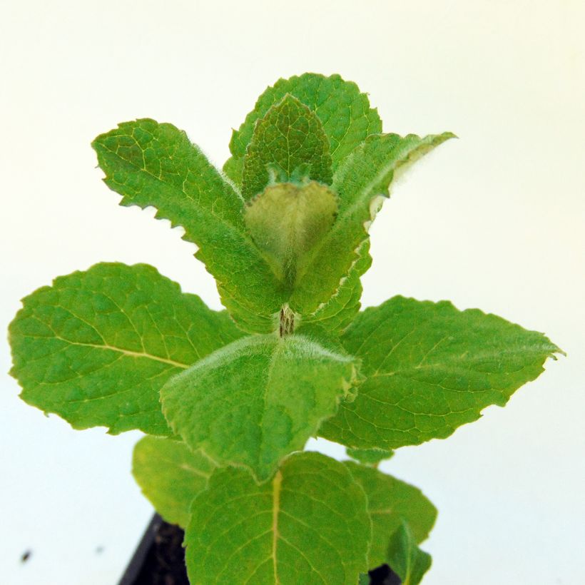 Pfefferminze officinalis Alba - Mentha piperata (Laub)