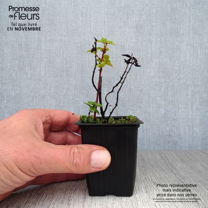 Exemplar von Menthe Chinoise BIO - Mentha  haplocalyx Godet de 8 cm wie im Herbst geliefert