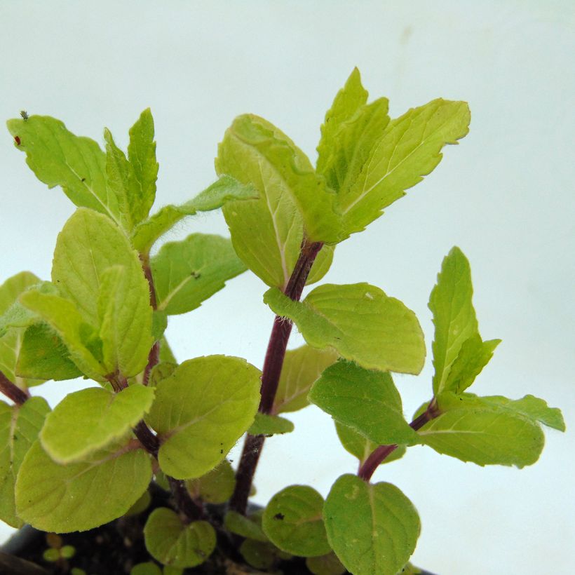 Ähren-Minze Wintergreen - Mentha spicata (Laub)