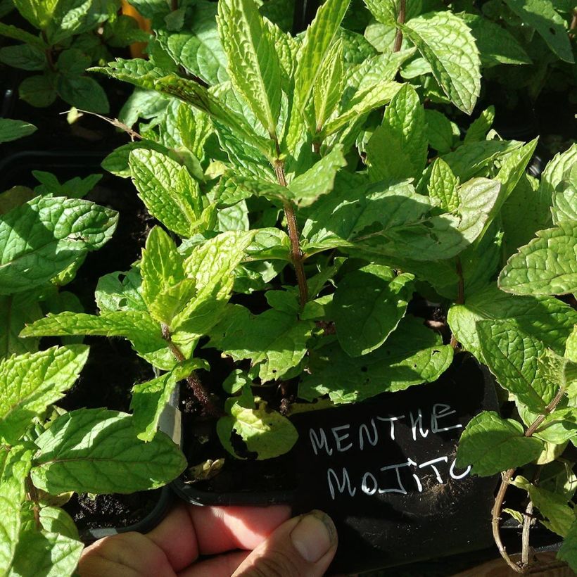 Hemingway-Mint Mojito - Mentha hemingwayensis (Laub)