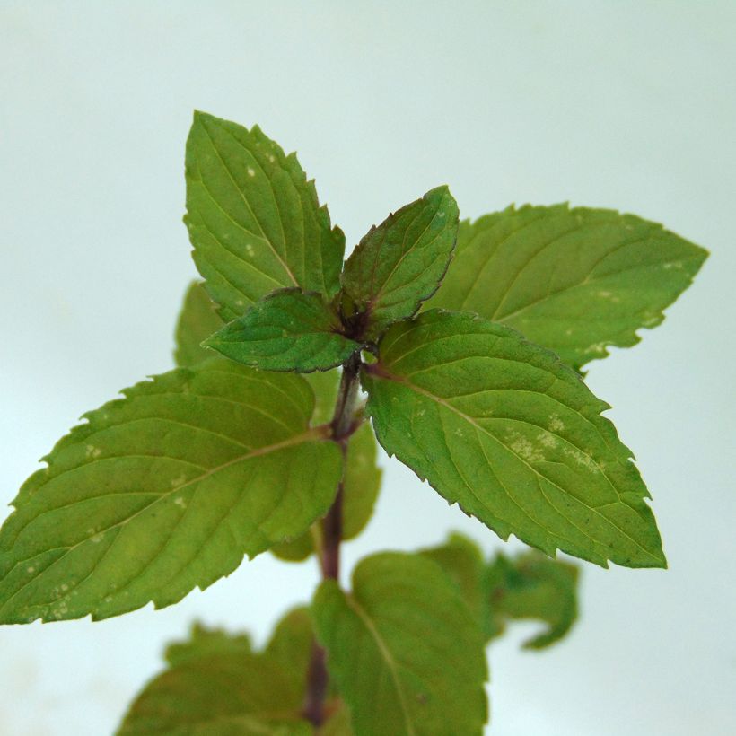 Pfefferminze Réglisse - Mentha piperita (Laub)