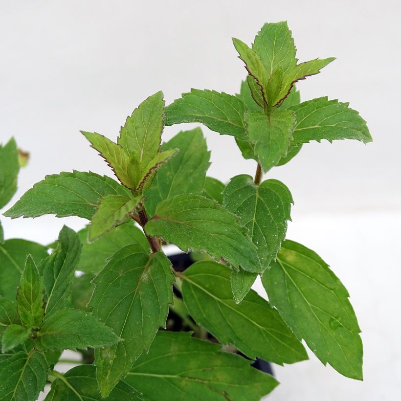 Ähren-Minze Russe - Mentha spicata (Laub)