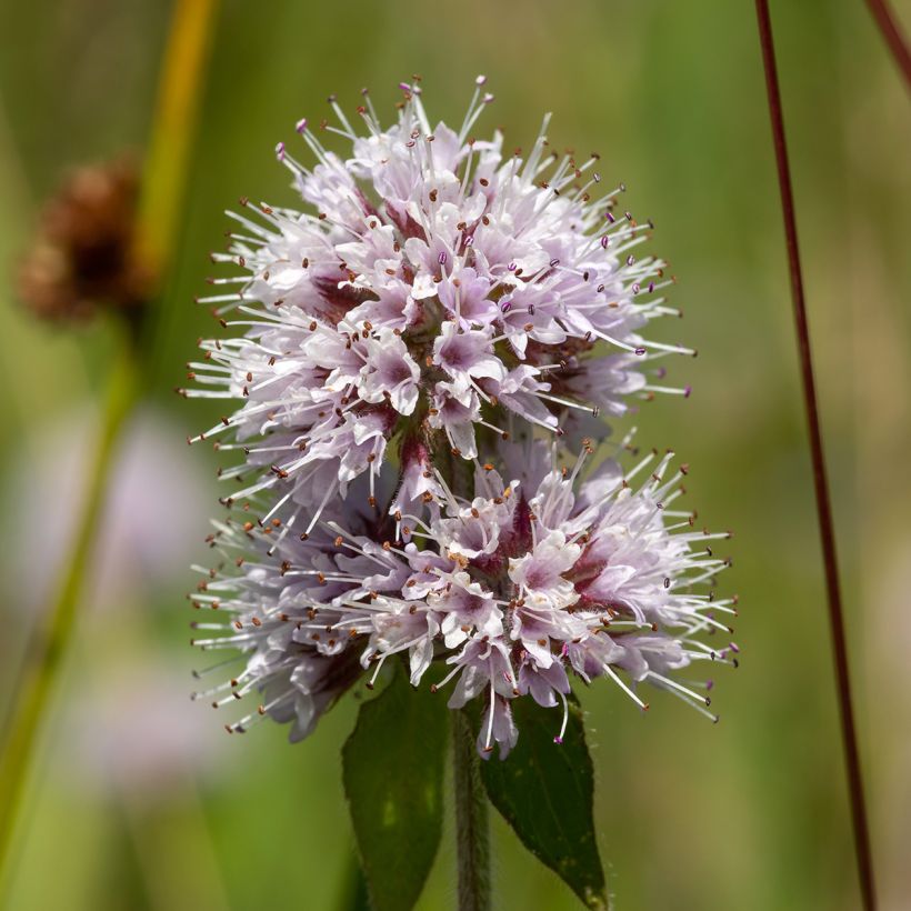 Wasser-Minze - Mentha aquatica (Blüte)