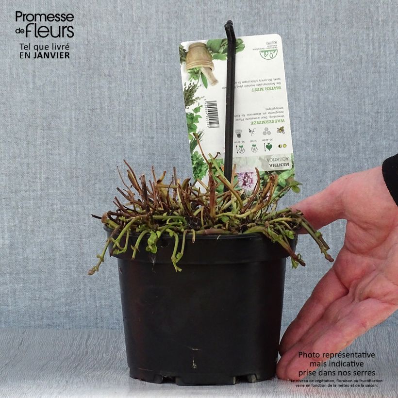 Exemplar von Menthe aquatique - Mentha aquatica pot de 1.5L/2L wie im Winter geliefert