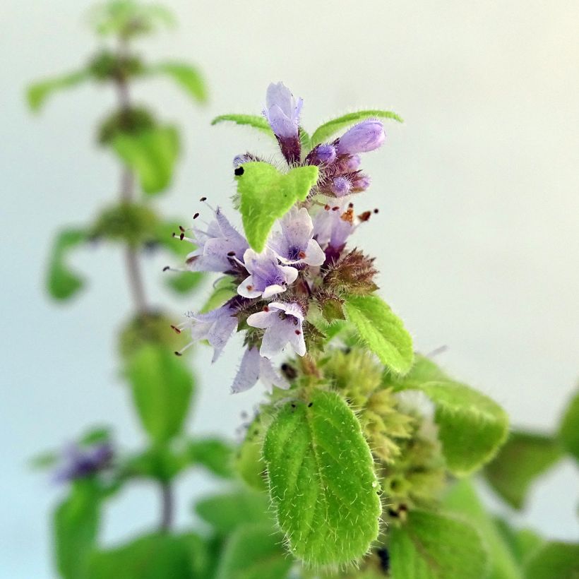 Acker-Minze Banana Bio - Mentha arvensis (Blüte)