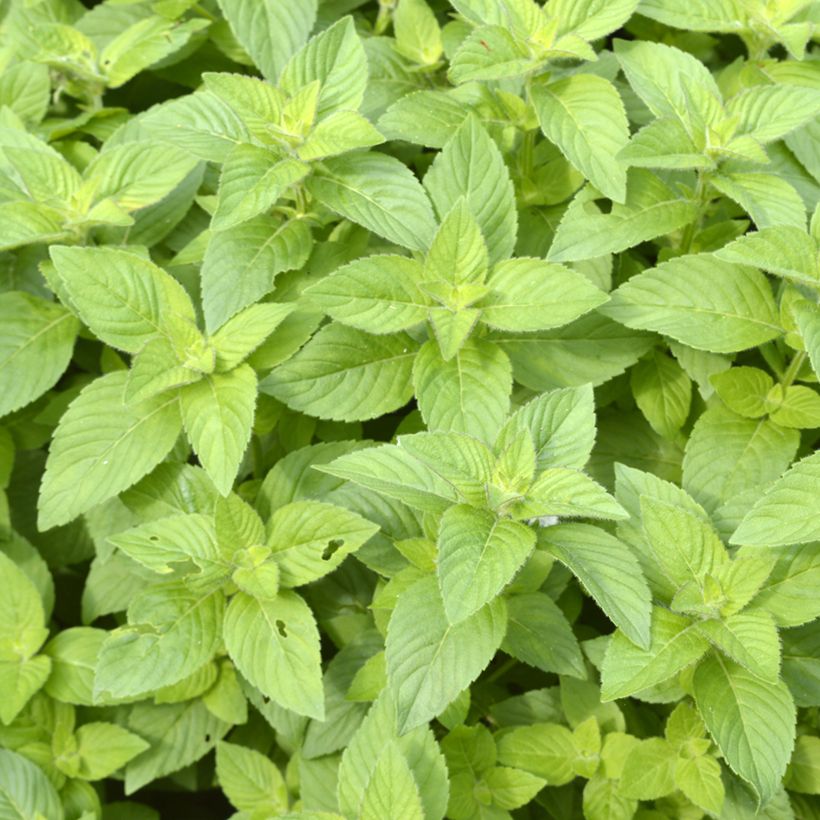 Acker-Minze Banana - Mentha arvensis (Laub)