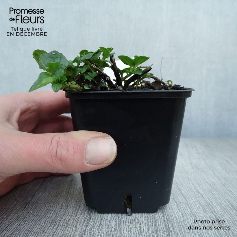 Exemplar von Menthe chocolat - Mentha x piperita schocominze Godet de 8 cm wie im Winter geliefert