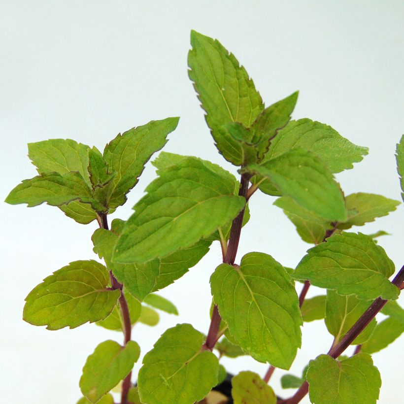 Pfefferminze schocominze - Mentha piperita (Laub)