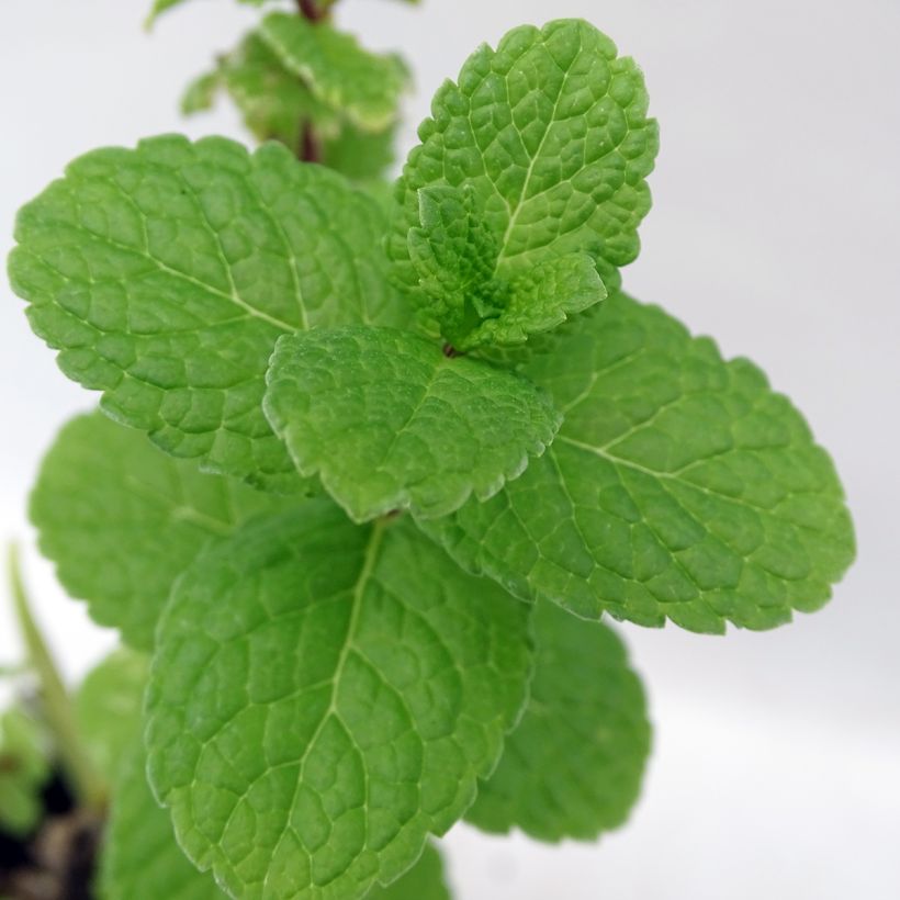 Ähren-Minze Spanish - Mentha spicata (Laub)