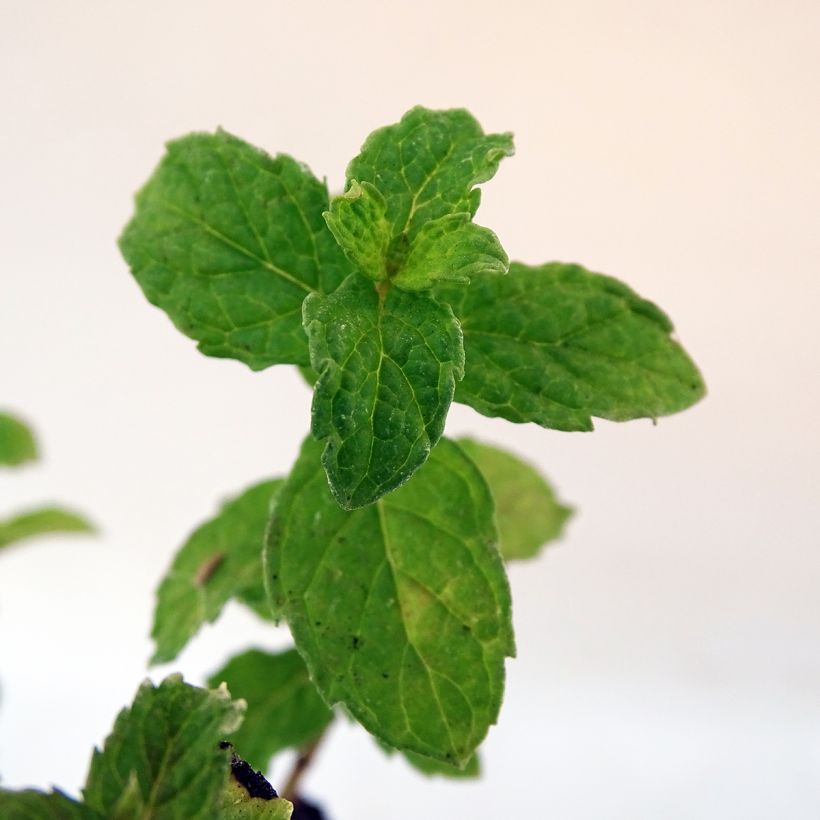 Ähren-Minze crispa - Mentha spicata (Laub)