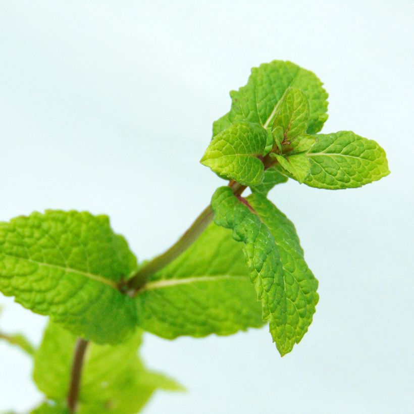 Ähren-Minze Nannah - Mentha spicata (Laub)