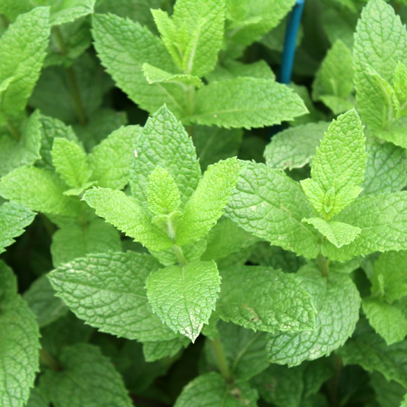 Ähren-Minze Nannah Bio - Mentha spicata (Laub)