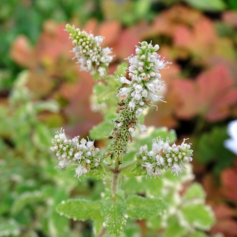 Rundblättrige Minze Variegata - Mentha suaveolens (Blüte)