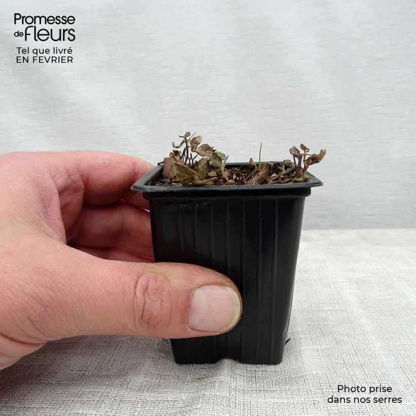 Exemplar von Menthe panachée ananas - Mentha suaveolens Pinedo Pot de 10 cm/11cm wie im Winter geliefert