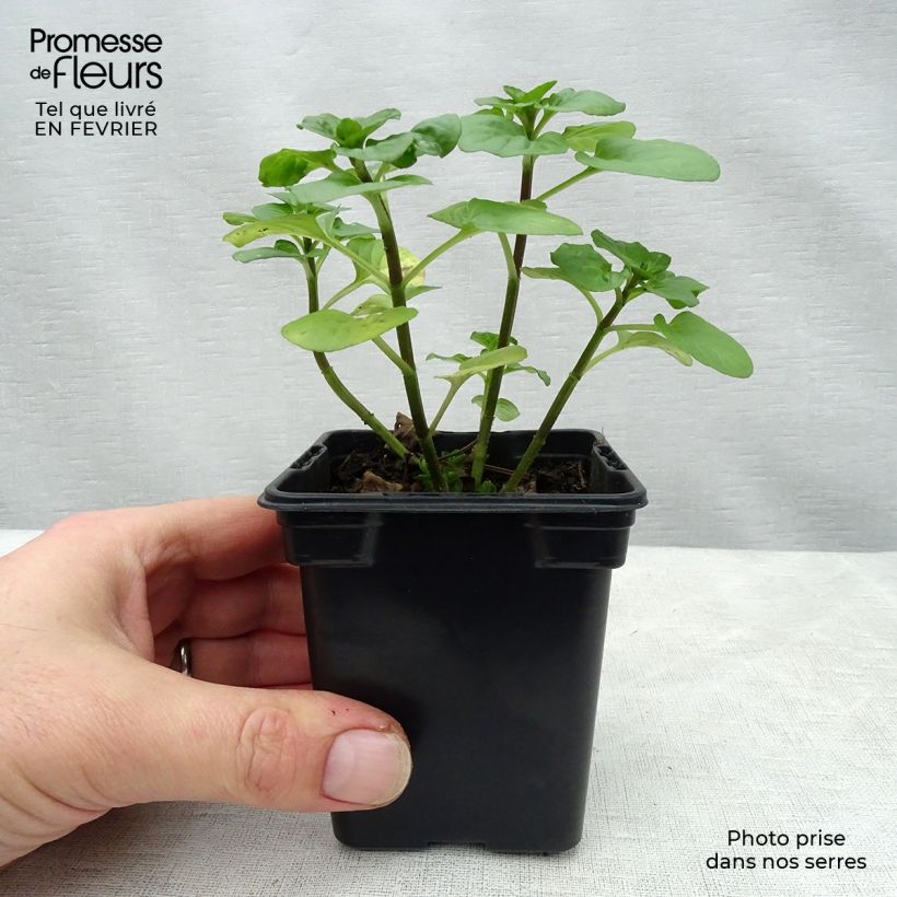 Exemplar von Menthe rotundifolia BIO Godet de 8 cm wie im Winter geliefert